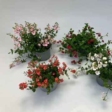 Diascia MIX