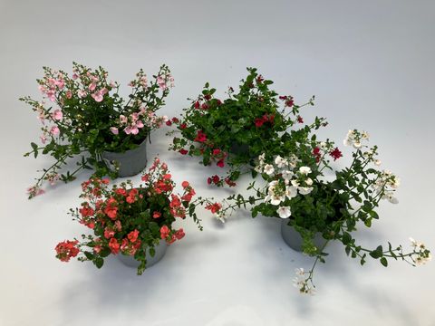 Diascia MIX
