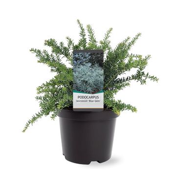 Podocarpus lawrencei 'Blue Gem'