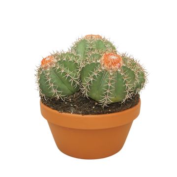 Melocactus matanzanus