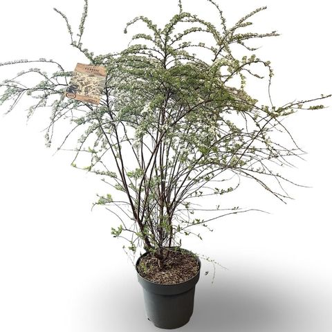 Spiraea x cinerea 'Grefsheim'