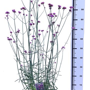 Verbena bonariensis