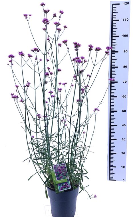 Verbena bonariensis