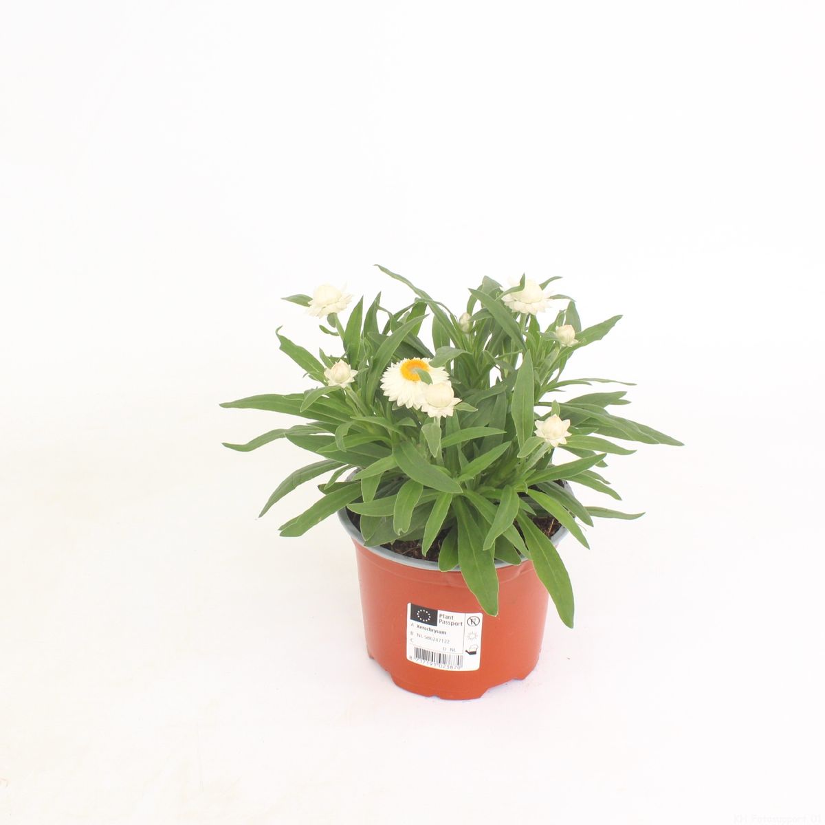 Xerochrysum MOHAVE SNOW WHITE — Plant Wholesale FlorAccess