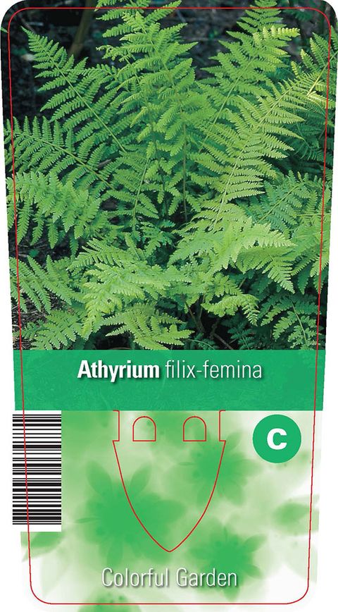 Athyrium filix-femina
