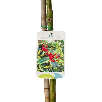 Ilex x altaclerensis 'Golden King'