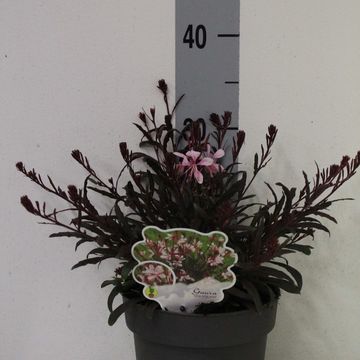 Gaura lindheimeri 'Graceful Pink'