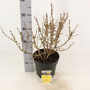 Forsythia x intermedia 'Nimbus' (Snepvangers Tuinplanten BV)