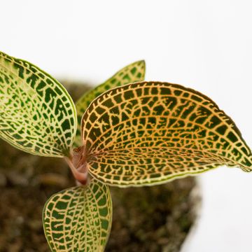 Anoectochilus roxburghii 'Gold Bar'