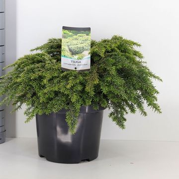 Tsuga canadensis 'Jeddeloh'