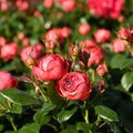 Rosa POMPEJI