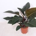 Philodendron 'Red Congo'