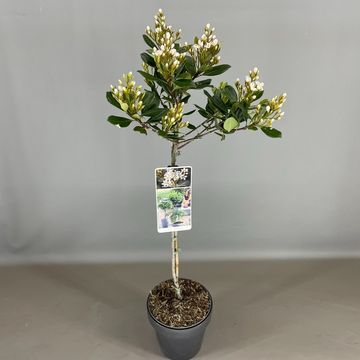 Rhaphiolepis umbellata