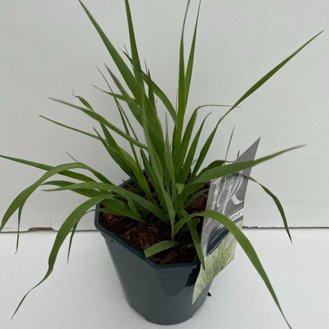 Molinia arundinacea 'Transparent'