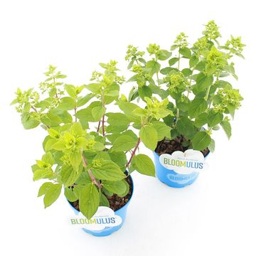 Hydrangea paniculata BLOOMULUS MIX
