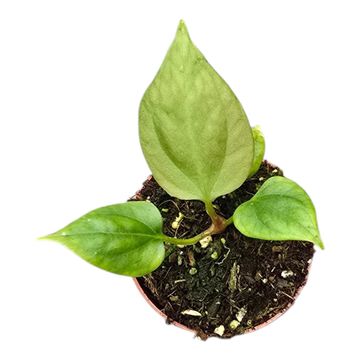 Anthurium portillae