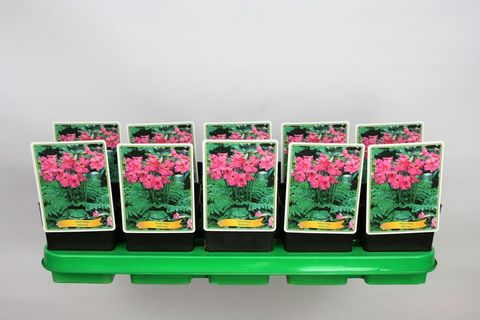 Incarvillea delavayi