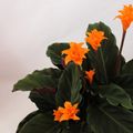 Calathea crocata 'Tassmania'