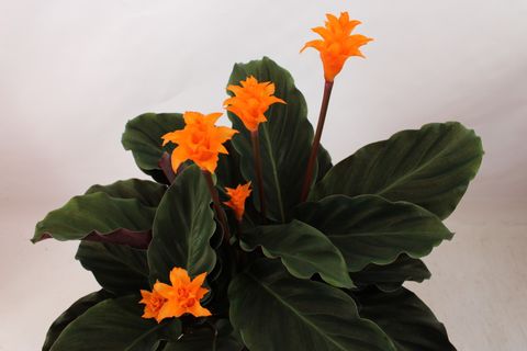 Calathea crocata 'Tassmania'