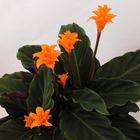 Calathea crocata 'Tassmania'