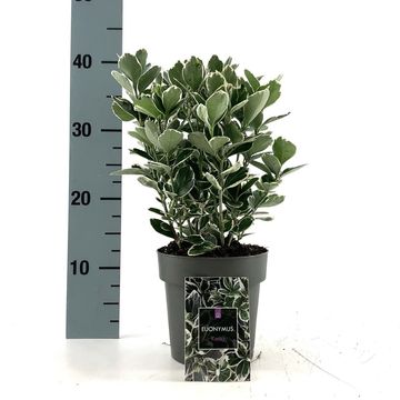 Euonymus japonicus 'Kathy'