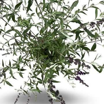 Buddleja davidii 'Black Knight'