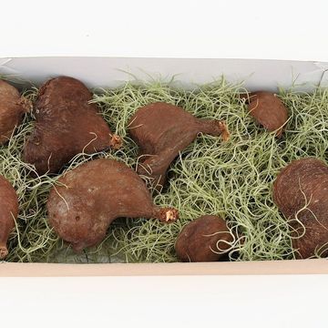 Tillandsia usneoides