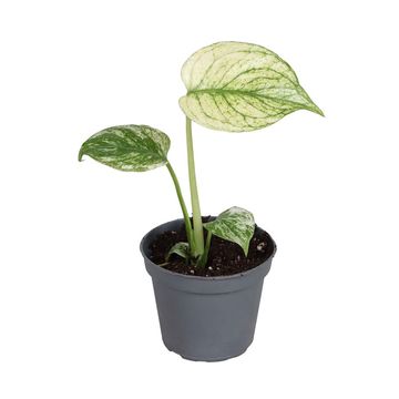 Monstera deliciosa 'White Monster'