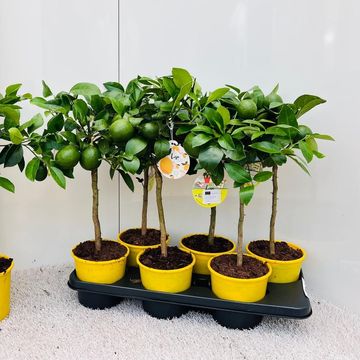 Citrus x meyeri 'Meyer'