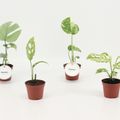 Monstera MIX