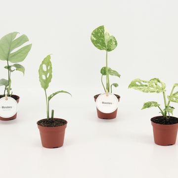 Monstera MIX