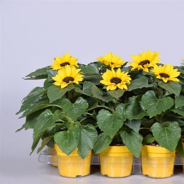 Helianthus annuus 'Sunsation'