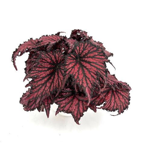 Begonia RED BLACK