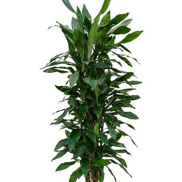 Dracaena fragrans 'Janet Lind'