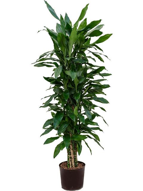 Dracaena fragrans 'Janet Lind'