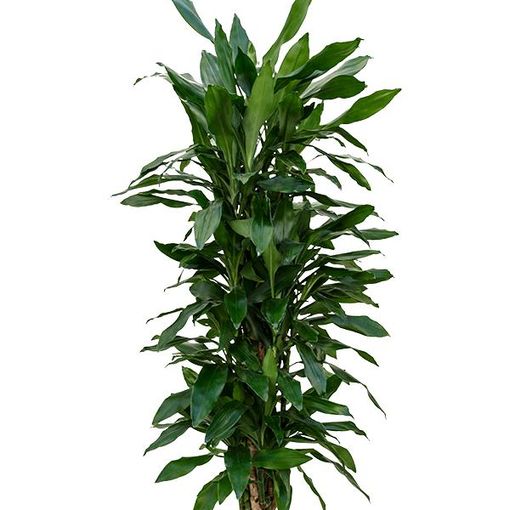 Dracaena fragrans 'Janet Lind'