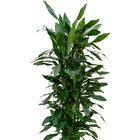 Dracaena fragrans 'Джанет Линд'