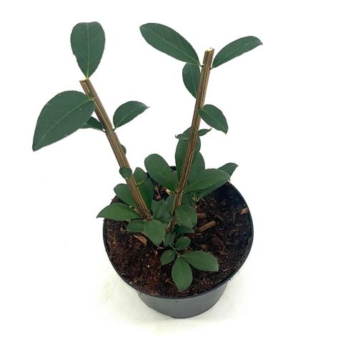 Euonymus alatus 'Compactus'