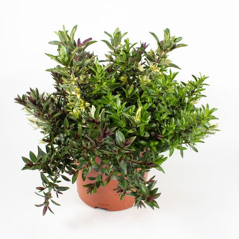 Hebe MIX IN POT