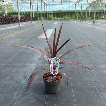 Cordyline SUPERSTAR