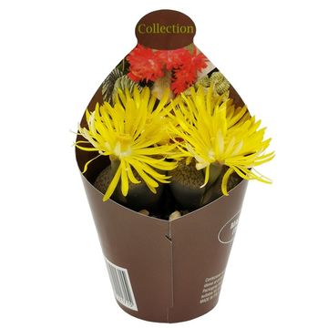 Lithops karasmontana