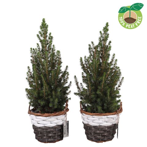 Picea glauca 'Conica'