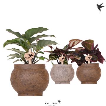 Calathea MIX