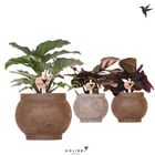 Calathea MIX