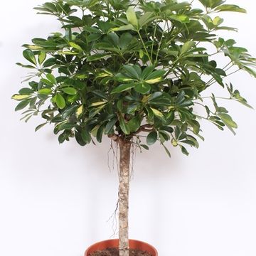 Schefflera arboricola 'Gold Capella'
