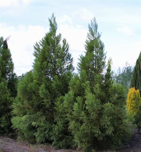 Cryptomeria japonica 'Kitayama'