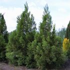 Cryptomeria japonica 'Kitayama'