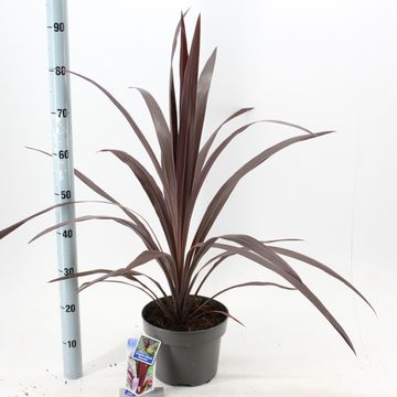 Cordyline SUPERSTAR