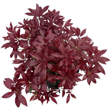 Pieris japonica 'Katsura'