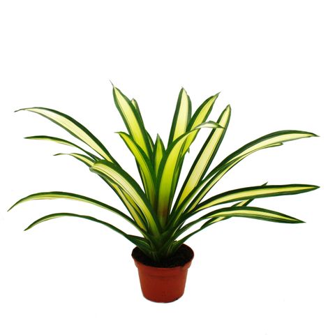 Guzmania 'Torch'